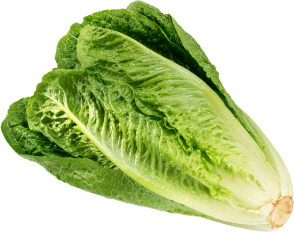 Romaine Lettuce