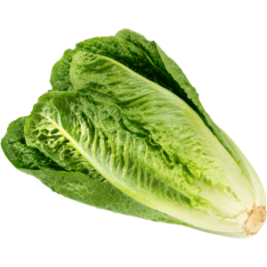 Crisp & Green Romaine Lettuce