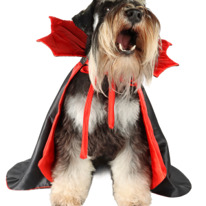 PawsParade Vampire Costume