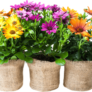 Foreverfauna Colorful Flower Assortment