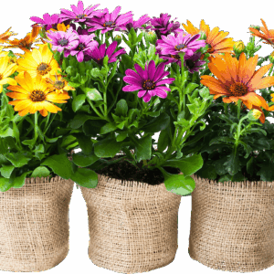 Foreverfauna Colorful Flower Assortment