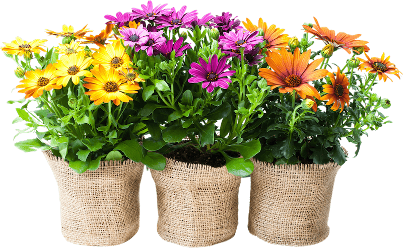 Foreverfauna Colorful Flower Assortment