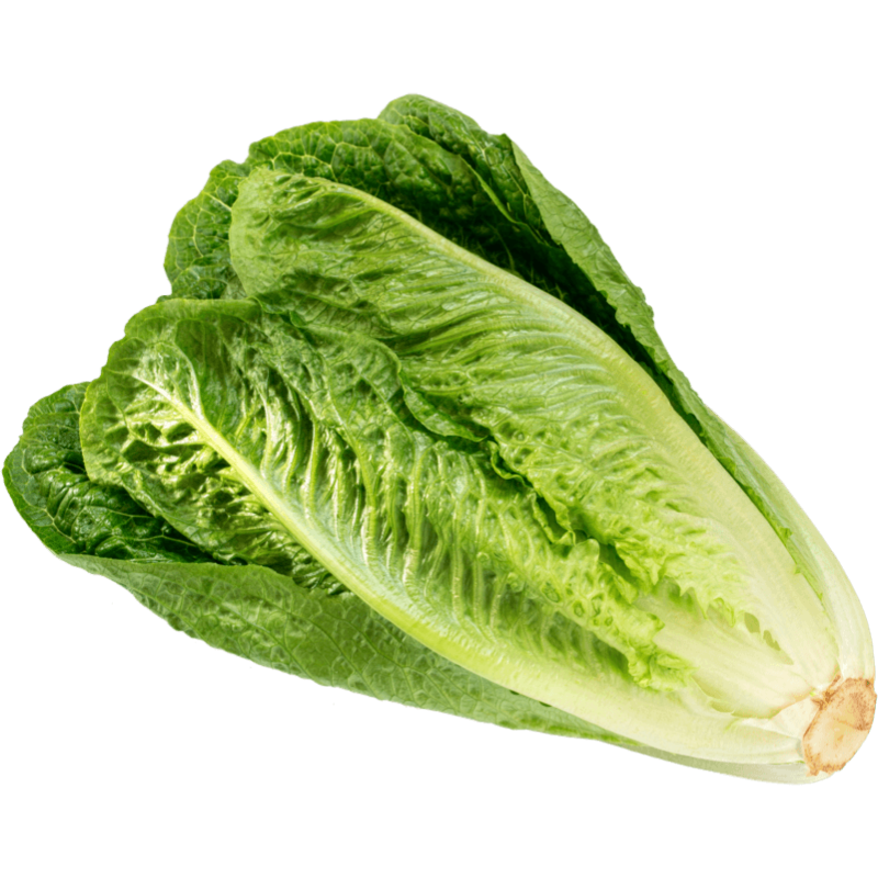 Crisp & Green Romaine Lettuce