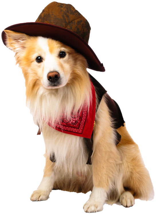 PawsParade Skeleton Costume