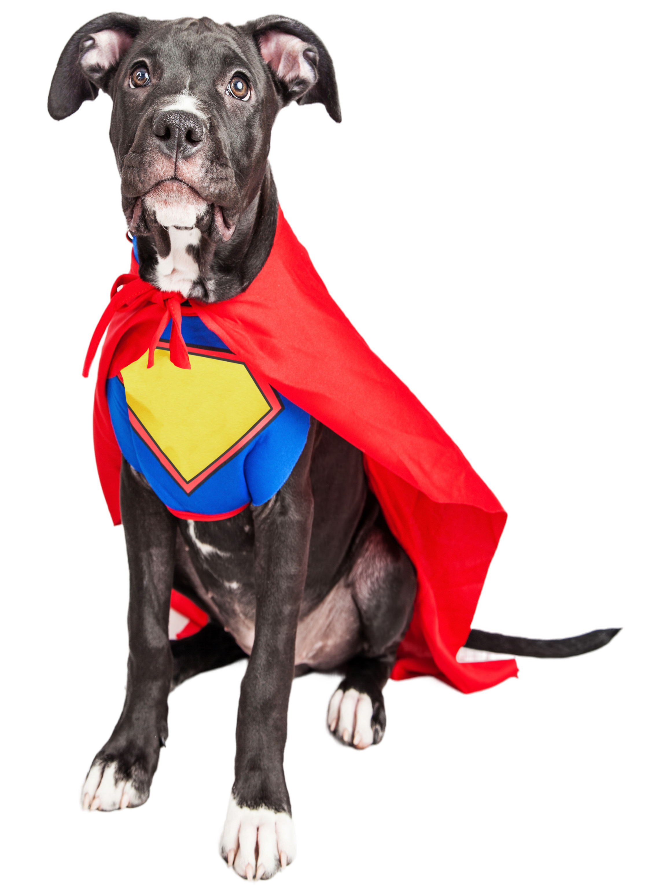 PawsParade Superhero Costume