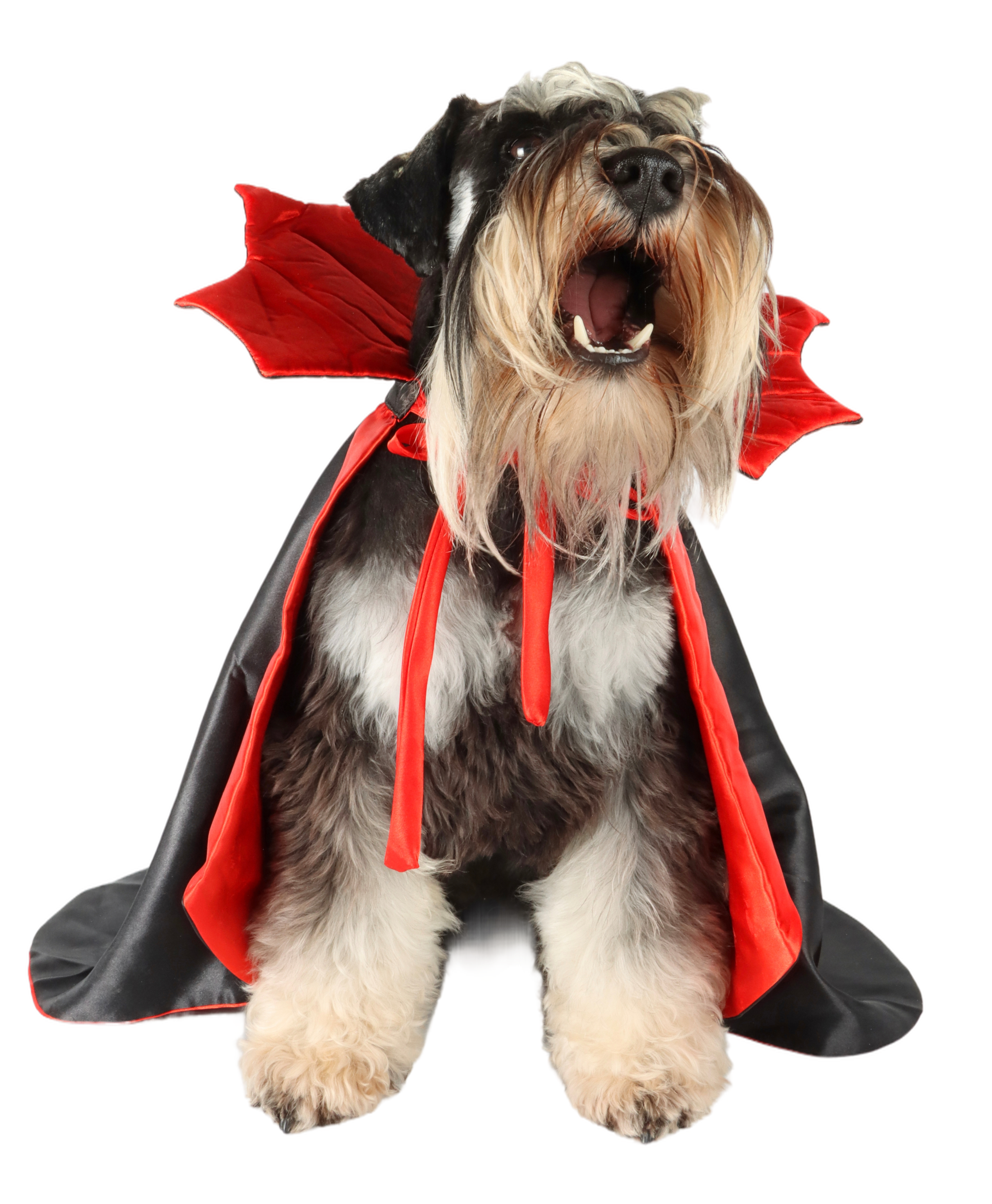 PawsParade Vampire Costume